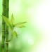 wasparfum Bamboo 250ml